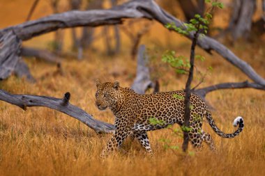 Leopar gün batımı, yürü. Leopar, Panthera pardus shortidgei, doğa habitatı, doğa habitatındaki büyük vahşi kedi, savanda güneşli bir gün, Namibya. Vahşi yaşam doğası. Afrika vahşi yaşamı.