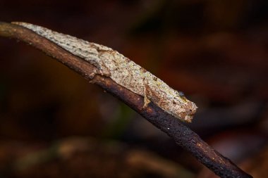 Small leaf chameleon newly named Brookesia nofy was discovered coastal rainforest in Madagascar. Lizard sitting on the branch in the nature habitat, wildlife nature. Traveling in Madagaskar, Africa. clipart