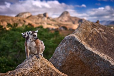 Madagaskar vahşi yaşamı. Maymun ailesi, genç yavru. Madagaskar yaban hayatı, Halka Kuyruklu Lemur, Lemur Catta. Madagaskar, Afrika 'dan bir hayvan, turuncu gözler. Akşam güneşinin batışı, Anja Doğa Parkı. Maymun.. 