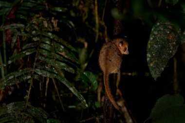 Gece yaban hayatı. Rufous Mouse Lemur, Microcebus Rufus, Ranomafana NP, doğada küçük bir gece lemuru. Ormandaki endemik küçük maymun, Afrika 'daki Madagaskar. Doğa Yaban Hayatı.