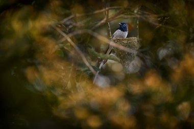 Yuvadaki kuş. Beyaz form Malagasy cennet sinekkapanı, Terpsifon mutatı, doğa tropik orman habitatı, Madagaskar 'da Andasibe Mantadia NP. Sinek kapanı, nadir bulunan, yeşil brach 'lı bir kuş..