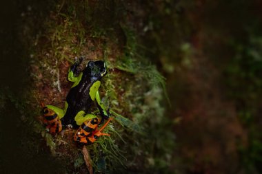 Baron 'un Mantella' sı, Mantella baronisi tropik karanlık ormandan sarı yeşil kurbağa Madagaskar 'daki Andasibe Mantadia NP. Orman habitatında endemik amfibi, gece fotoğrafı. Yeşil kurbağa. Madagaskar.