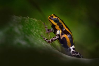 Ranitomeya sirensis, Sira zehirli ok kurbağası, Peru 'da takviye. Doğanın doğal ortamında yaprağın üzerindeki küçük tehlikeli kurbağa. Peru 'daki orman hayvanı. Yeşil bitki örtüsünde siyah turuncu amfibi.