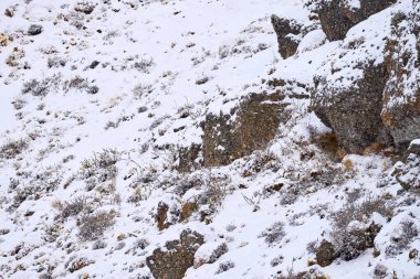 Doğa habitatındaki vahşi pumayı bul. Doğadaki dağ aslanı kış dağ kaya habitatı, Torres del Paine NP, Şili. Güney Amerika, Patagonya 'da vahşi yaşam. Karda Puma, soğuk kış