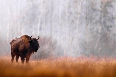 Europhean Bison, Bison bonasus, doğal yaşam alanındaki büyük kahverengi hayvan s, Bialowieza NP, Polonya. Doğadan vahşi yaşam sahnesi. Polonya kar yaban hayatı. Büyük kahverengi Avrupalı bizon. Sis sabahı.