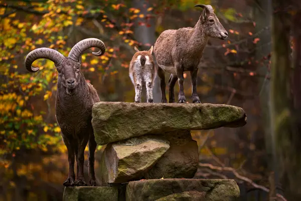 Doğu Kafkas Tur, Capra silindirik korni, turuncu sarı sonbahar ormanında yakın plan detaylı portre. Daghestani tur dağ keçisi doğal yaşam alanında, Rusya dağı..