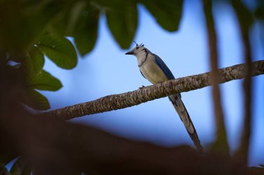 Beyaz boğazlı saksağan kuşu, siyanocorax formosus, uzun kuyruklu beyaz mavi kuş, ağaçta oturuyor, arka planda mavi gökyüzü. Doğada Saksağan, Rio Tarcoles, Kosta Rika.