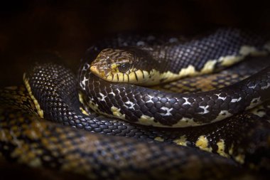 Madagaskar dev hognose yılanı, Leioheterodon madagascariensis, karanlık tropik doğa, Madagaskar. Viper doğal ortamında. Vahşi yaşam hayvanı..