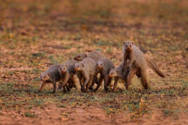 Gruplu firavun faresi, Mungos Mungo, grup taarruzu. Hayvan Chobe Ulusal Parkı, Botswana. Afrika 'dan firavun faresi, misal memeli. Botswana 'da hayvan ve vahşi yaşam..