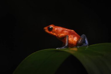 Tropik bölgede nadir bulunan bir amfibi türü. Vahşi yaşam ormanı. Ormanda kırmızı-mavi kurbağa. Kırmızı Çilek zehirli dart kurbağası Dendrobates pumilio, Kosta Rika 'nın doğal ortamında. Kırmızı kurbağanın yakın plan portresi.. 