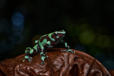 Kosta Rika, ormandaki zehirli kurbağa. Yeşil amfibi, Dendrobates Auratus, doğal ortamında. Orta Amerika 'daki tropik ormanlardan gelen güzel bir hayvan. Tropik vahşi yaşam. 