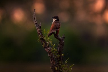 Günbatımında kuş, Afrika. Beyaz kaşlı coucal ya da tarla kuşu topuklu guguk kuşu, Centropus superciliosus, vahşi doğada yaşayan Cuculidae familyasından bir kuş türü. Büyük kuş yuvasında, Okavango..