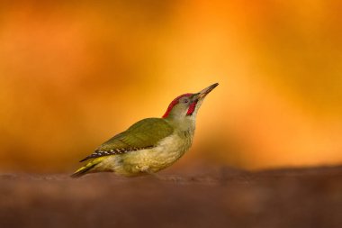 İber yeşili ağaçkakan, Picus Sharpei, orta büyüklükteki ağaçkakan Avrupa 'daki İber Yarımadası' na özgü. Kırmızı şapkalı yeşil kuş. Yeşil çimlerde ağaçkakan, akşam turuncu gün batımı. 