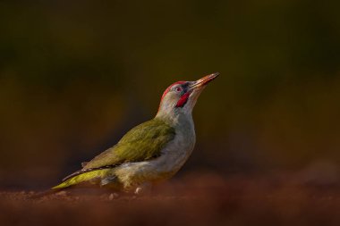 İspanya kuş gözlemciliği. İber yeşili ağaçkakan, Picus Sharpei, orta büyüklükteki ağaçkakan Avrupa 'daki İber Yarımadası' na özgü. Yeşil çimlerde ağaçkakan, akşam turuncu gün batımı. Yeşil kuş