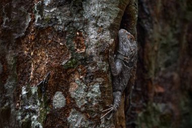 Cuvier 'in Madagaskar Swift' i, Oplurus Cuvieri, Madagaskar 'daki Palmarium rezervi, doğa habitatındaki ağaçtaki kara gri kertenkele. Madagaskar, ormandaki endemik kertenkele.. 