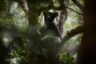 Vahşi yaşam Madagaskar, Babakoto, Indri indri, maymun, Madagaskar Kirindy Ormanı 'nda geniş açılı lens. Lemur doğada. Ağaçta Sifaka, güneşli bir gün. Yaşayan en büyük lemur..