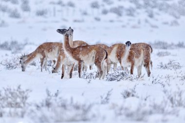 Şili 'de Guanaco, Patagonie' de Torres del Paine NP. Güney Amerika 'da kışın kar yağar. Lama guanaco, Lama guanicoe, doğa habitatı, Rock Hills dağları. Vahşi günbatımı. Patagonya yaban hayatı. 