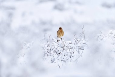 Chimango caracara, Phalcoboenus chimango, taşın üzerinde oturan yırtıcı kuşlar. Doğadaki vahşi şempanze şahini, Şili 'deki Torres del Pine NP. Kışın hayvanlar. Kar ortamında kuş. 