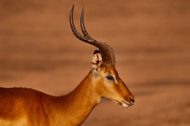 Antilop portresi. Okavango Güney Afrika 'da, çim ovasında antilop. Altın çimenlikteki Impala. Akşam güneşli çimenlerde güzel bir impala. Doğa habitatındaki hayvanlar. Günbatımı Afrika vahşi yaşamı.