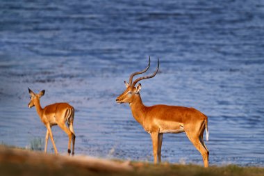 Antilop su portresi. Okavango Güney Afrika 'da, çim ovasında antilop. Altın çimenlikteki Impala. Akşam güneşli çimenlerde güzel bir impala. Doğa habitatında bir hayvan. Günbatımı Afrika vahşi yaşamı.
