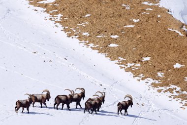 Himalaya dağ keçisi, Capra dağ keçisi sibirikası, Hindistan 'ın Hamalayas kentindeki Spiti Vadisi' nde vahşi keçi. Hindistan 'da kış mevsimi kar durumundaki Ibex. Vahşi yaşam.