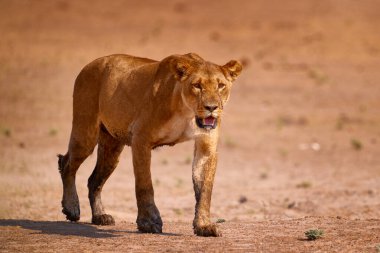 Afrika 'da sıcak bir gün. Aslan yelesi. Fırtına gökyüzü Afrika aslanı, Panthera aslanı, büyük hayvanların detayları, Okavango, Afrika. Kuru doğada kediler, çölde sıcak güneşli bir gün. Doğadan vahşi yaşam sahnesi. 