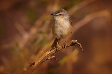 Tawny-böğürtlenli prinia, Prinia subflava, gün batımında ağaç dalında oturan küçük bir kuş. Doğadaki Prinia kuşu, doğadaki çalı, CHobe NP, Afrika 'daki Botswana. Geniş Hayat