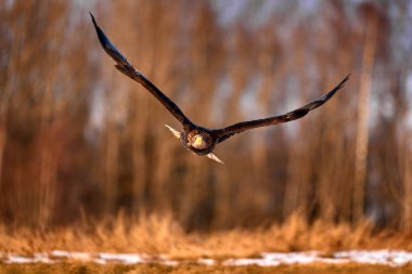 Uçan büyük bir yırtıcı kuş Ak kuyruklu kartal çayır açık kanatlı yukarıda.