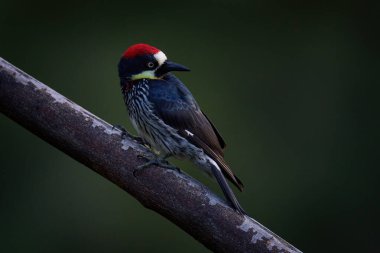 Ağaçkakan yeşil bitkilerin arasına gizlenmiş. Ağaçkakan, Melanerpes formicivorus. Kosta Rika doğası. Kosta Rika 'da yeşil yosun dalında oturan güzel bir kuş. Kuşları izlemek Amerika. 