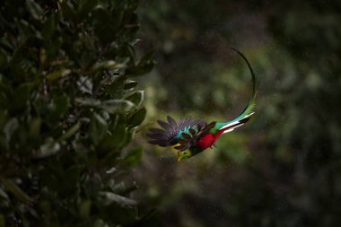 Şaşaalı Quetzal, Pharomachrus mocinno, Kosta Rika, arka planda yeşil orman ile uçan. Muhteşem kutsal yeşil ve kırmızı kuş. Eylem uçuş an Quetzal, güzel egzotik tropik kuş ile.