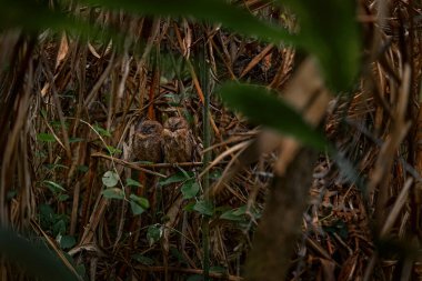 Torotoroka baykuşu, Otus madagascariensis, Kirindy Ormanı, ağaç yuvasında nadir görülen endemik kuş. Afrika 'da Madagaskar' da vahşi baykuş. Doğal ortamdaki kuş, doğal yaşam. Baykuş doğada.