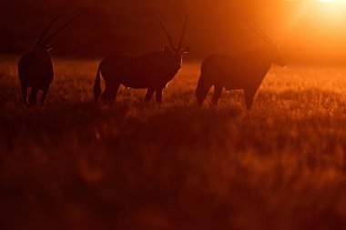 Orta Kalahari vahşi yaşamı. Botswana, Afrika 'dan güzel bir ikonik mücevher antilobu. Portakallı Afrika antilobu. Gemsbock doğada büyük bir antilop, Botswana vahşi çölü.. 
