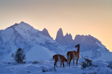 Patagonia sunset. Guanaco in Chile, Torres del Paine NP in Patagonie. Winter with snow in South America. Lama guanaco, nature habitat, rock hills in the moutains. Sunset with snow in Patagonia. clipart