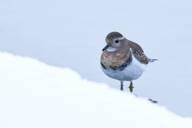 Kaba göğüslü Dotterel, Zonibyx alçakgönüllülüğü, sudaki kuş. Kış Patagoniawiht karı, Şili, Güney Amerika. Doğa yaban hayatı. Sandpiper formu Şili, yakın plan detay. 