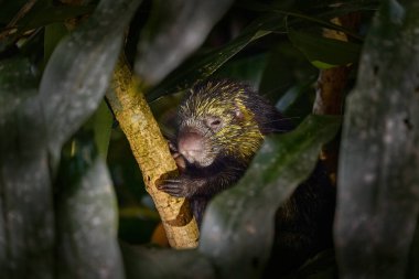 Meksikalı kıllı cüce kirpi, Coendou mexicanus, ağaçtaki vahşi memeli, doğal yaşam alanı. Kosta Rika 'da Rio Sarapiqui' de kirpinin detaylı portresi. Ormanda tropik geniş yaşam.