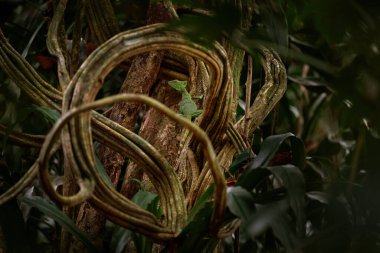 Ormandaki kertenkeleyi bul. Yeşil Basilisk, Basiliscus tüyleri, ormandaki ağaç dalında saklı. Doğada yeşil kertenkele, Kosta Rika 'da Rio Sarapiqui nehri. Doğa Yaban Hayatı