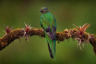 Saygıdeğer Quetzal, Pharomachrus mocinno, yeşil orman geçmişi olan Chiapas, Meksika 'dan. Tropik kuş. Muhteşem kutsal yeşil ve kırmızı kuş. Ayrıntılı Orman Gizli Saygın Quetzal.