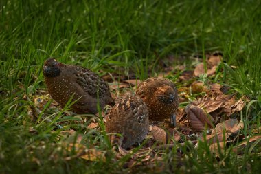 Benekli bıldırcın (