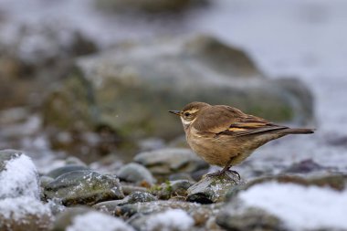Dark-bellied cinclodes, Cinclodes patagonicus, bird from Puerto Natales, Patagonia, Chile. Cinclodes in the nature habitat, stones, water, snow, winter Patagonia. Birdwatching in South America. 