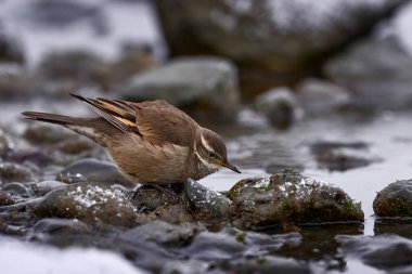 Dark-bellied cinclodes, Cinclodes patagonicus, bird from Puerto Natales, Patagonia, Chile. Cinclodes in the nature habitat, stones, water, snow, winter Patagonia. Birdwatching in South America. 
