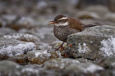 Dark-bellied cinclodes, Cinclodes patagonicus, bird from Puerto Natales, Patagonia, Chile. Cinclodes in the nature habitat, stones, water, snow, winter Patagonia. Birdwatching in South America. 