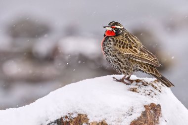 Uzun kuyruklu Meadowlark, Sturnella loyca falklandica, Torres del Paine NP, PATagonia, Şili. Doğadan vahşi yaşam sahnesi. Karda kırmızı kuş, Patagonya kışı.