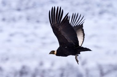 Vahşi yaşam Şili 'si. And Akbabası, Vultur gryphus, dağın tepesinde uçan büyük yırtıcı kuş. Doğadaki kuş, Güney Amerika 'da. Karlı kış şartları.