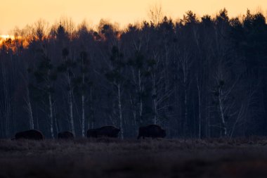 Polonya kar, kış, günbatımı, vahşi yaşam. Europhean Bison, Bison bonasus, doğadaki büyük kahverengi hayvan, Bialowieza NP, Polonya. Doğadan vahşi yaşam sahnesi. Avrupa 'nın doğası böyle. Ormandaki güneş.
