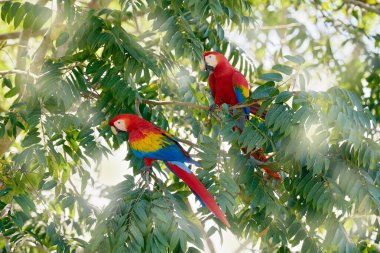 Doğada güneş ışığı ve güzel bir kuş. Kosta Rika doğası. Bir çift Scarlet Macaws, Ara macao, Kosta Rika 'da palmiye izninde oturan iki kuş. Tropikal ormandan vahşi yaşam aşk sahnesi. İki güzel papağan..