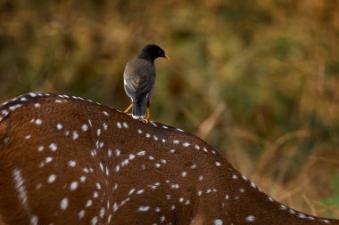 Eksen ormanda geyik gördü. Doğadaki geyikler, Hindistan 'daki Kabini Nagarhole NP. Su birikintisinin yanındaki hayvan. Doğa yaban hayatı. Geyiğin sırtında Myna var. Vahşi yaşam doğası.                             