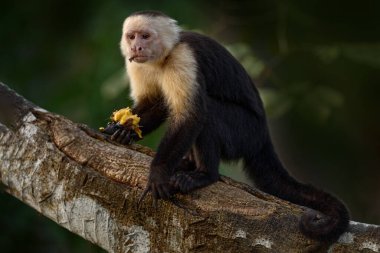 Kosta Rika doğası, beyaz başlı Capuchin, karanlık tropikal ormanda ağaç dalında oturan siyah maymun. Kosta Rika 'nın vahşi yaşamı. Orta Amerika 'da seyahat tatili. 