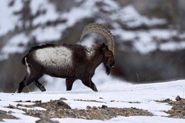 Himalaya dağ keçisi, Capra dağ keçisi sibirikası, Hindistan 'ın Hamalayas kentindeki Spiti Vadisi' nde vahşi keçi. Hindistan 'da kış mevsimi kar durumundaki Ibex. Vahşi yaşam.
