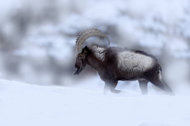 Himalaya dağ keçisi, Capra dağ keçisi sibirikası, Hindistan 'ın Hamalayas kentindeki Spiti Vadisi' nde vahşi keçi. Hindistan 'da kış mevsimi kar durumundaki Ibex. Vahşi yaşam.
