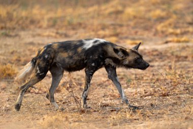 Afrika yaban köpeği, Lycaon pictus, detaylı portre açık ağızlık, Mana havuzları, Zimbabwe, Afrika. Büyük kulaklı tehlikeli benekli hayvan. Afrika safarisinde boyalı köpek avlamak. Doğadan vahşi yaşam sahnesi.